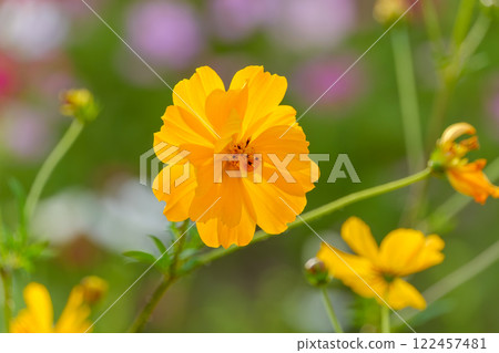 Vividly blooming yellow cosmos 122457481