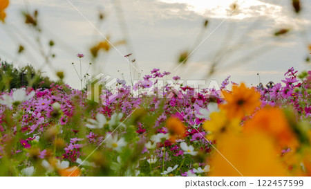 Cosmos fields filled with autumn colors Cosmos fields filled with autumn colors 122457599