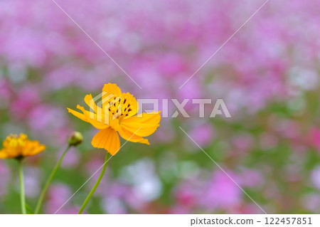 秋日柔和色彩的黃色波斯菊 122457851