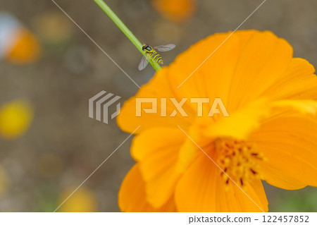 Yellow cosmos and a small hovering hoverfly 122457852