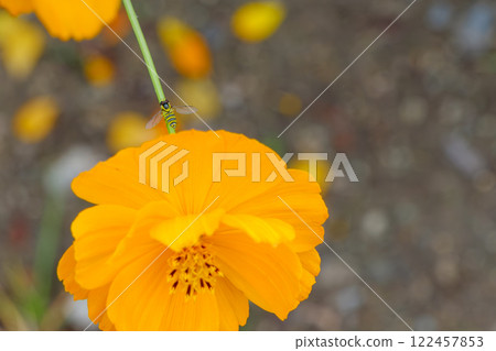 Yellow cosmos and a small hovering hoverfly 122457853