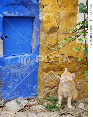 我在葡萄牙奧比多斯的街角遇見的一隻貓 122457880