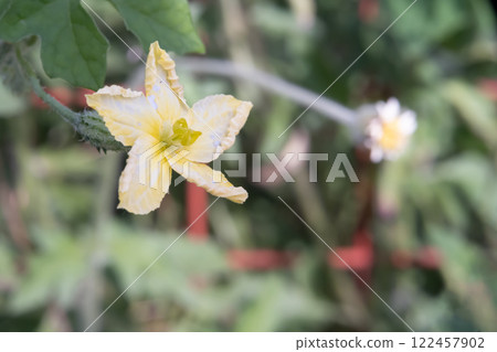 A super macro shot of a yellow-white flower. Bitter Melon, Bitter Squash or Momordica Charantia 122457902