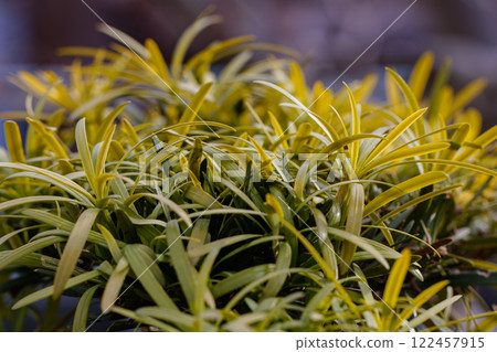 Evergreen Podocarpus Leaf 01 Evergreen Podocarpus Leaf 01 122457915