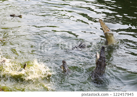 Close up salt crocodile is show action jump on river Close up salt crocodile is show action jump on river 122457945