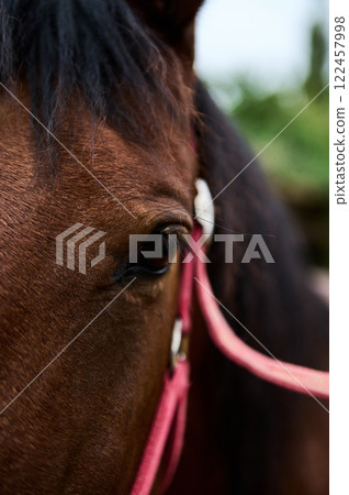 Close-up portrait of a brown horse wearing a pink bridle outdoors 122457998