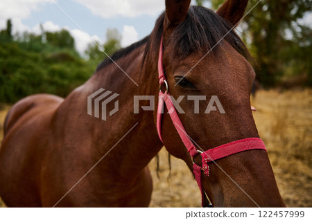 Close-up of a brown horse wearing a red halter outdoors Close-up of a brown horse wearing a red halter outdoors 122457999