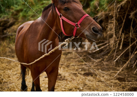 Brown horse wearing bridle stands tied outdoors in rustic farm setting Brown horse wearing bridle stands tied outdoors in rustic farm setting 122458000