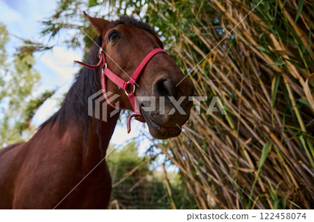 Closeup of a chestnut horse wearing a red halter standing under bamboo trees 122458074