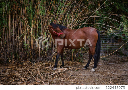 Brown horse standing in natural habitat near bamboo plants outdoors Brown horse standing in natural habitat near bamboo plants outdoors 122458075