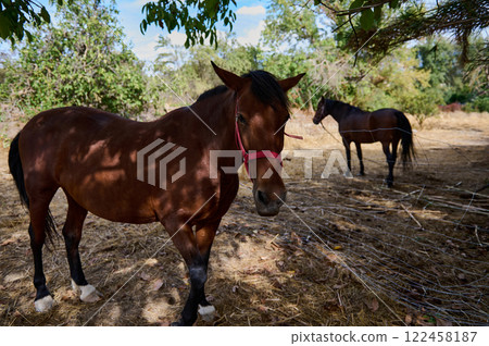 Two brown horses resting in a peaceful countryside setting under the shade Two brown horses resting in a peaceful countryside setting under the shade 122458187