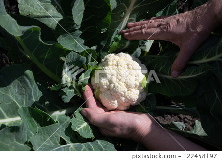 Harvesting fresh cauliflower in a vibrant home garden during the afternoon sunlight Harvesting fresh cauliflower in a vibrant home garden during the afternoon sunlight 122458197