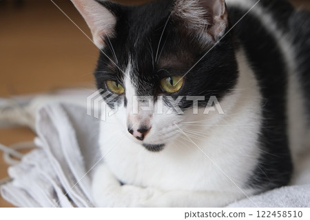 一隻貓盯著你 一隻貓盯著你 122458510