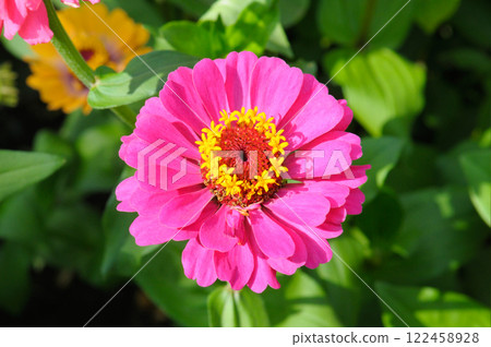 Zinnia flower in a summer garden. 122458928