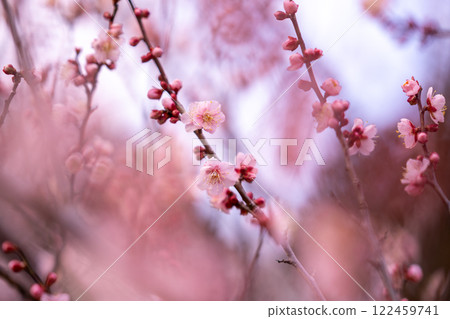 Wintersweet and plum, Wintersweet, Plum Wintersweet and plum, Wintersweet, Plum 122459741