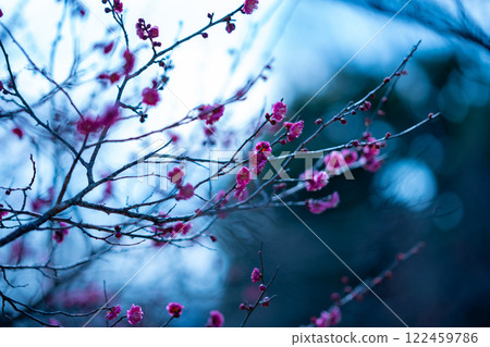 Wintersweet and plum, Wintersweet, Plum Wintersweet and plum, Wintersweet, Plum 122459786