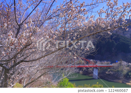 月瀨梅林（奈良縣奈良市） 月瀨橋附近的梅林 122460087