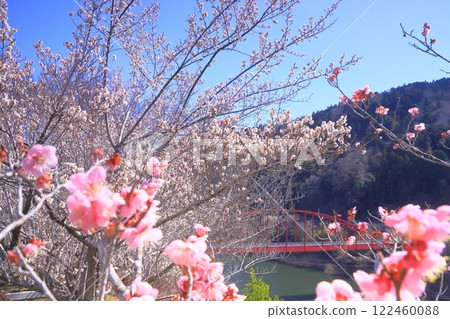 月瀨梅林(奈良縣奈良市) 月瀨橋附近的梅林 月瀨梅林(奈良縣奈良市) 月瀨橋附近的梅林 122460088