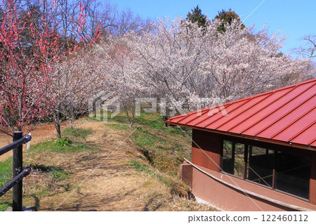 Tsukigase Plum Grove (Nara City, Nara Prefecture) Plum Grove near Hachiman Bridge 122460112