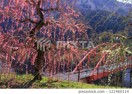 Tsukigase Plum Grove (Nara City, Nara Prefecture) Weeping plum trees near Tsukigase Bridge Tsukigase Plum Grove (Nara City, Nara Prefecture) Weeping plum trees near Tsukigase Bridge 122460114