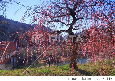 Tsukigase Plum Grove (Nara City, Nara Prefecture) Weeping plum trees near Tsukigase Bridge 122460116