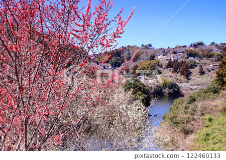 Tsukigase Plum Grove (Nara City, Nara Prefecture) Plum Grove near Hachiman Bridge Tsukigase Plum Grove (Nara City, Nara Prefecture) Plum Grove near Hachiman Bridge 122460133