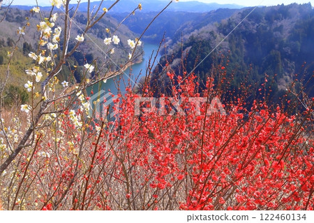Tsukigase Plum Grove (Nara City, Nara Prefecture) View from Houra Plum Grove Tsukigase Plum Grove (Nara City, Nara Prefecture) View from Houra Plum Grove 122460134