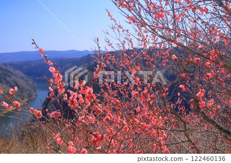 Tsukigase Plum Grove (Nara City, Nara Prefecture) View from Houra Plum Grove Tsukigase Plum Grove (Nara City, Nara Prefecture) View from Houra Plum Grove 122460136