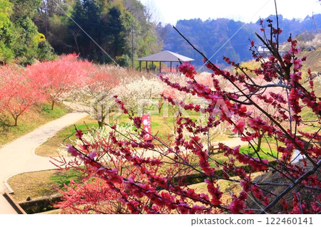 Plum Grove Park in Tsukigase Plum Grove (Nara City, Nara Prefecture) Plum Grove Park in Tsukigase Plum Grove (Nara City, Nara Prefecture) 122460141