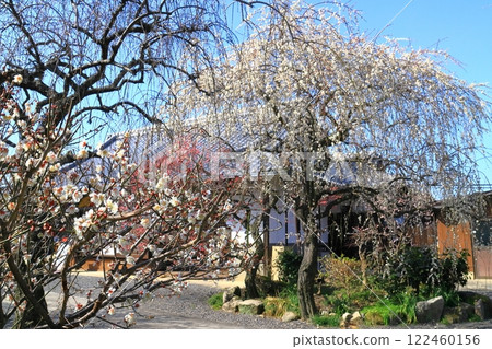 Plum blossoms blooming in the gardens of Shinpukuji Temple in Tsukigase Plum Grove (Nara City) Plum blossoms blooming in the gardens of Shinpukuji Temple in Tsukigase Plum Grove (Nara City) 122460156