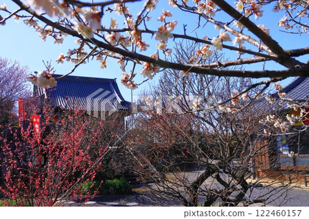 Plum blossoms blooming in the gardens of Shinpukuji Temple in Tsukigase Plum Grove (Nara City) 122460157