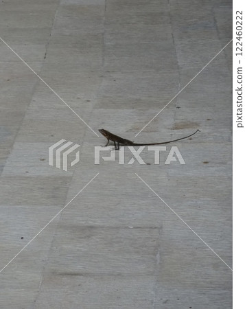 Asian cute lizard Asian cute lizard 122460222