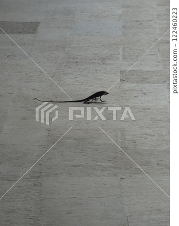 Wild lizard 122460223