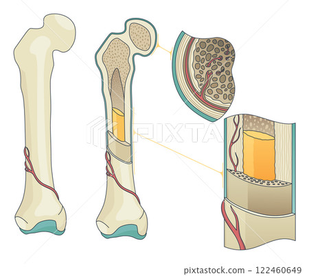 Bone structure. Biology educational poster design. Scheme of human bone anatomy. Flat vector illustration isolated on white background 122460649