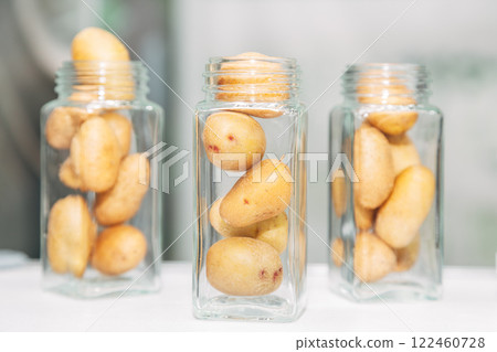 in vitro collection of transgenic potato plant and original varieties. tissue culture laboratory 122460728