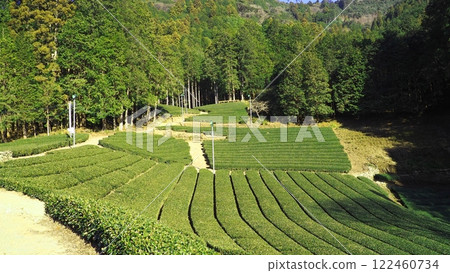 [Shizuoka] Mountain tea fields 122460734