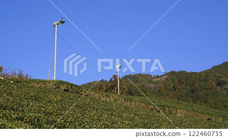 [Shizuoka] Mountain tea fields 122460735