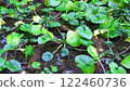 Landscape of wasabi field 122460736