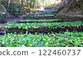 Landscape of wasabi field 122460737