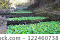Landscape of wasabi field 122460738