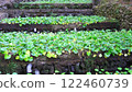 Landscape of wasabi field 122460739