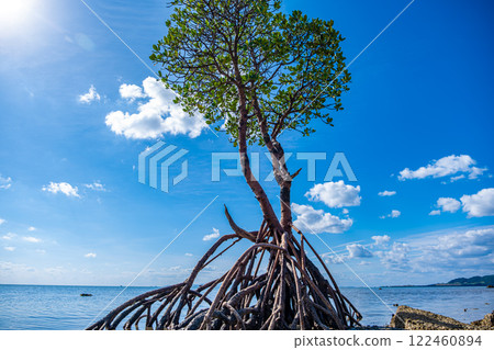 [#Ishigaki] 一棵紅樹林 122460894