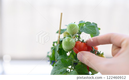 Cultivation of cherry tomatoes Cultivation of cherry tomatoes 122460912