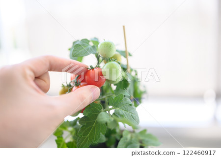 Cultivation of cherry tomatoes 122460917