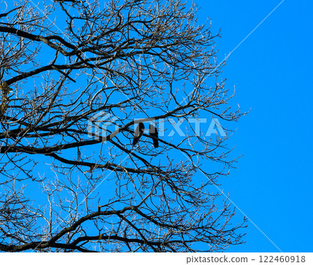 Two Crows / Winter Tree Two Crows / Winter Tree 122460918