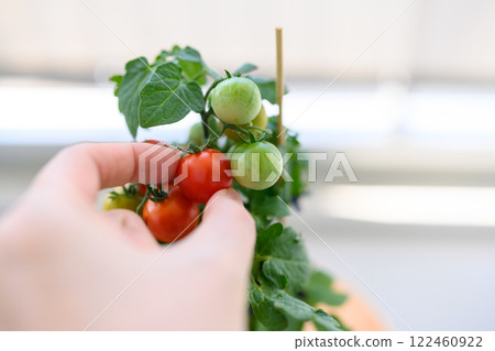 Cultivation of cherry tomatoes Cultivation of cherry tomatoes 122460922