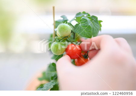 Cultivation of cherry tomatoes 122460956