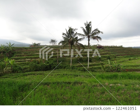 Rice paddy in Bali 122461051