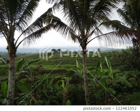 Countryside scenery in Bali 122461052
