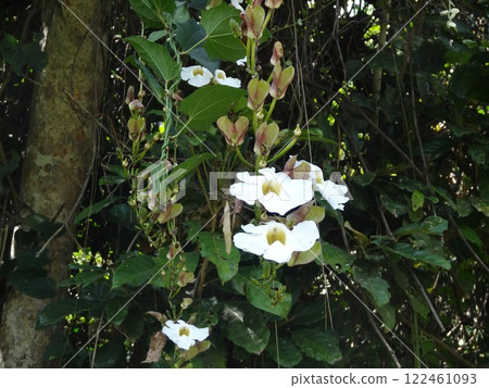 Wild Flowers Wild Flowers 122461093